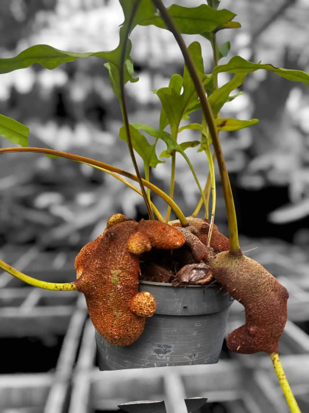 Lecanopteris Sp. – Ant Fern (Rhizome Form) Large – Rare Orchid