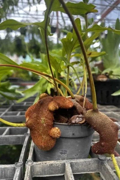 Lecanopteris sp. – Ant Fern