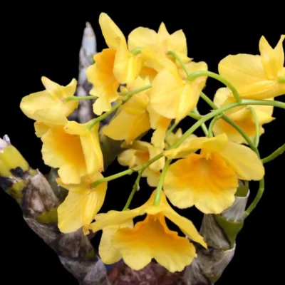 Dendrobium sukhakulii