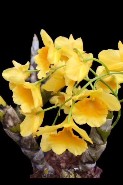 Dendrobium sukhakulii