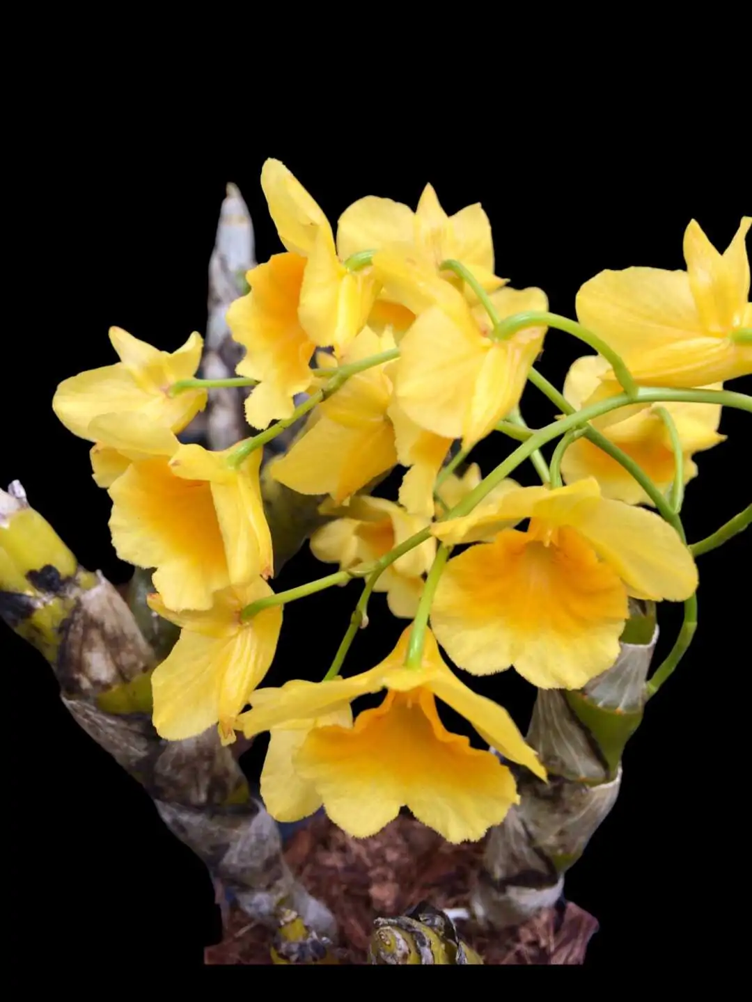 Dendrobium sukhakulii – Buy Online | Sib Orchid Dendrobium sukhakulii