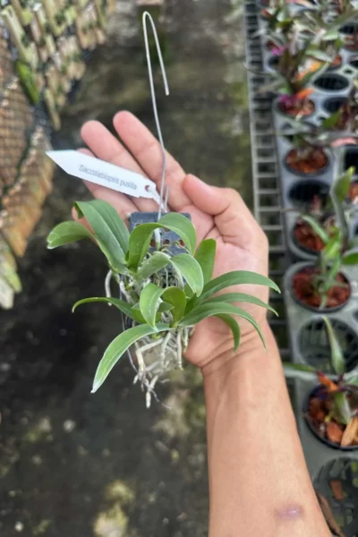 Saccolabiopsis pusilla