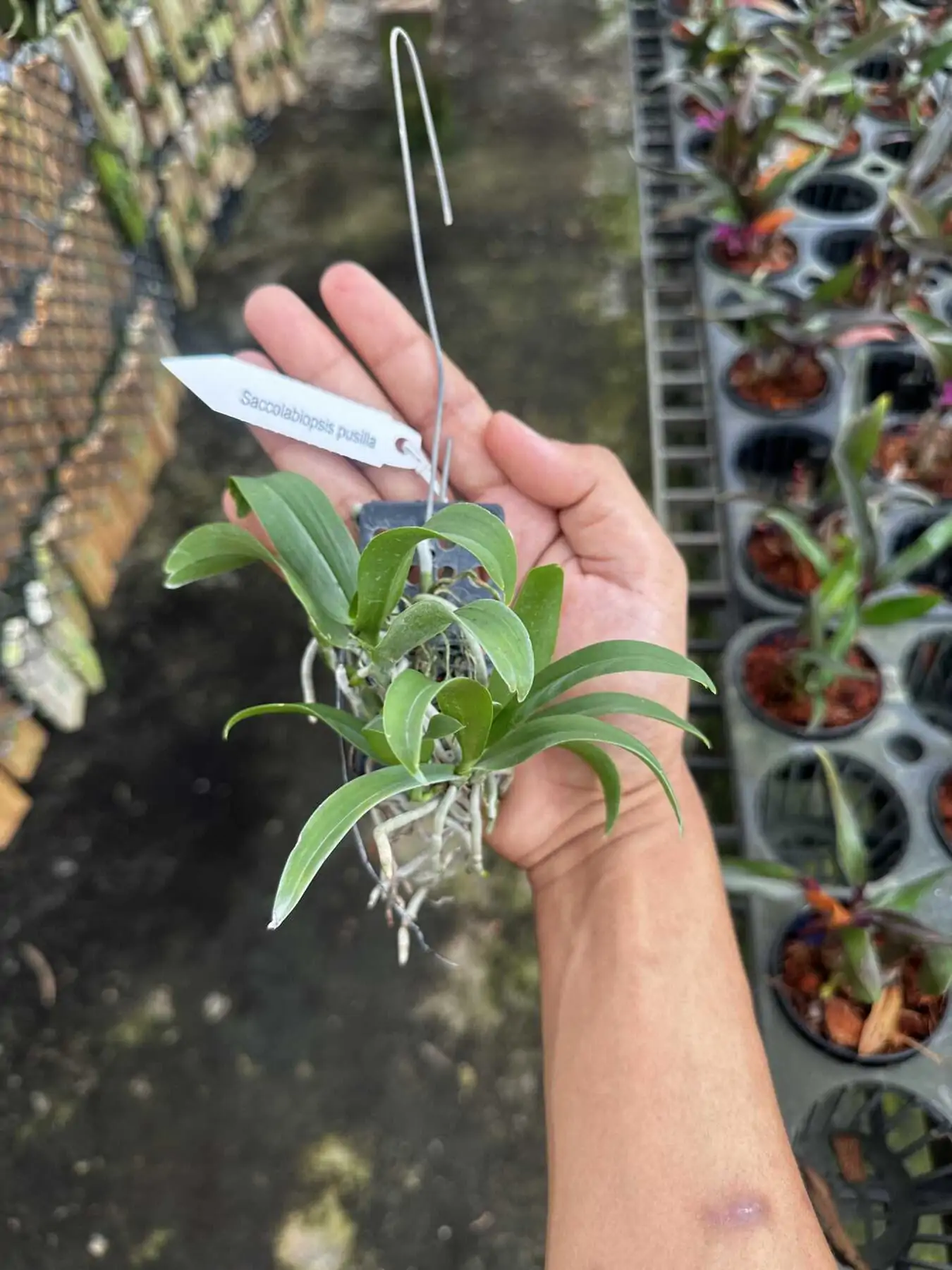 Saccolabiopsis pusilla – Buy Online | Sib Orchid Saccolabiopsis pusilla