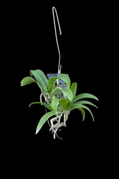 Saccolabiopsis pusilla