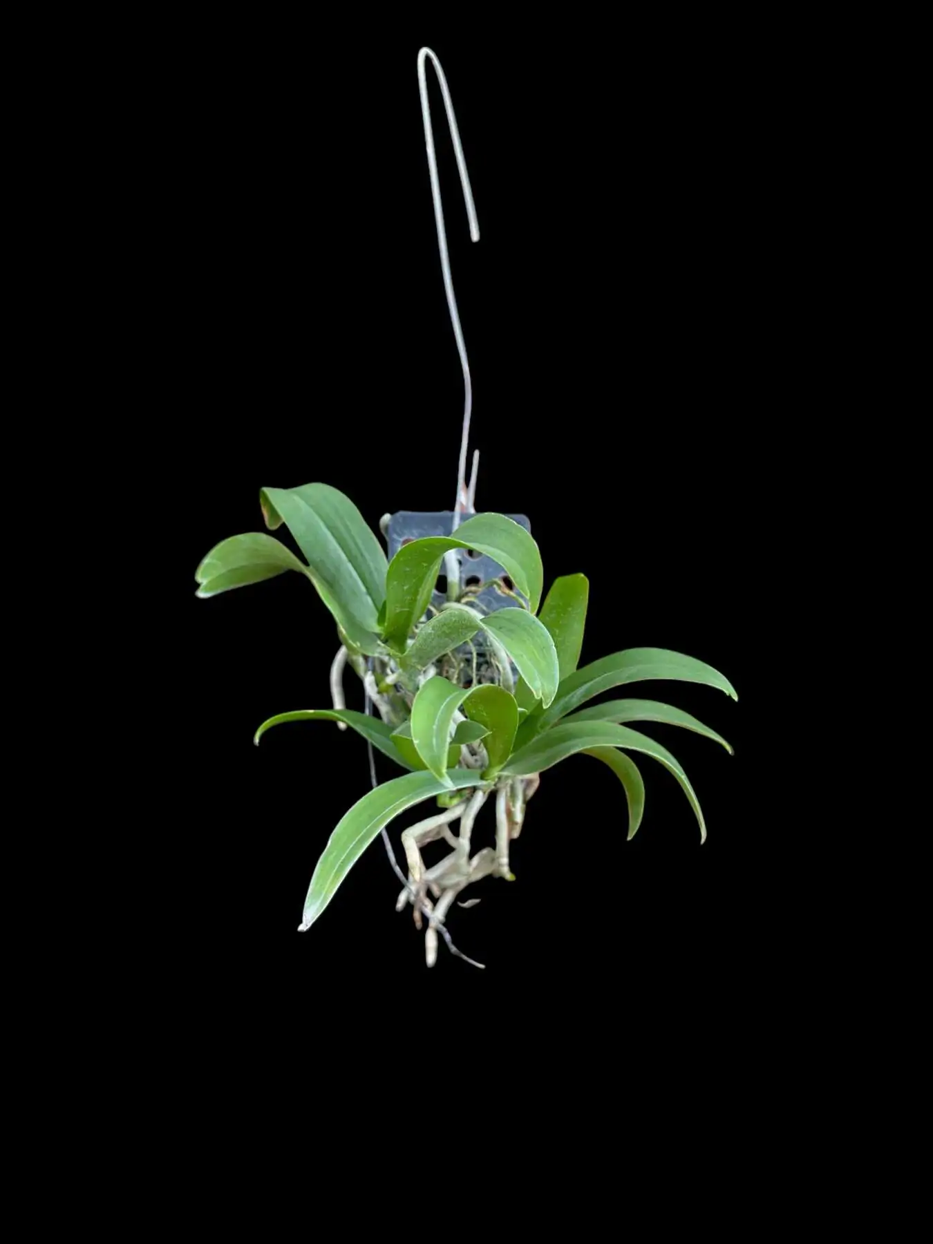 Saccolabiopsis pusilla – Buy Online | Sib Orchid Saccolabiopsis pusilla
