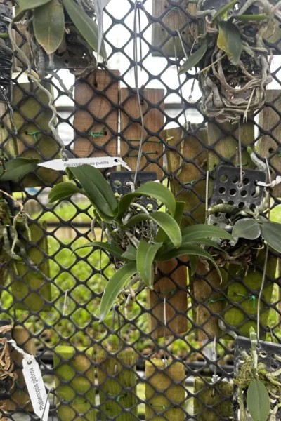 Saccolabiopsis pusilla