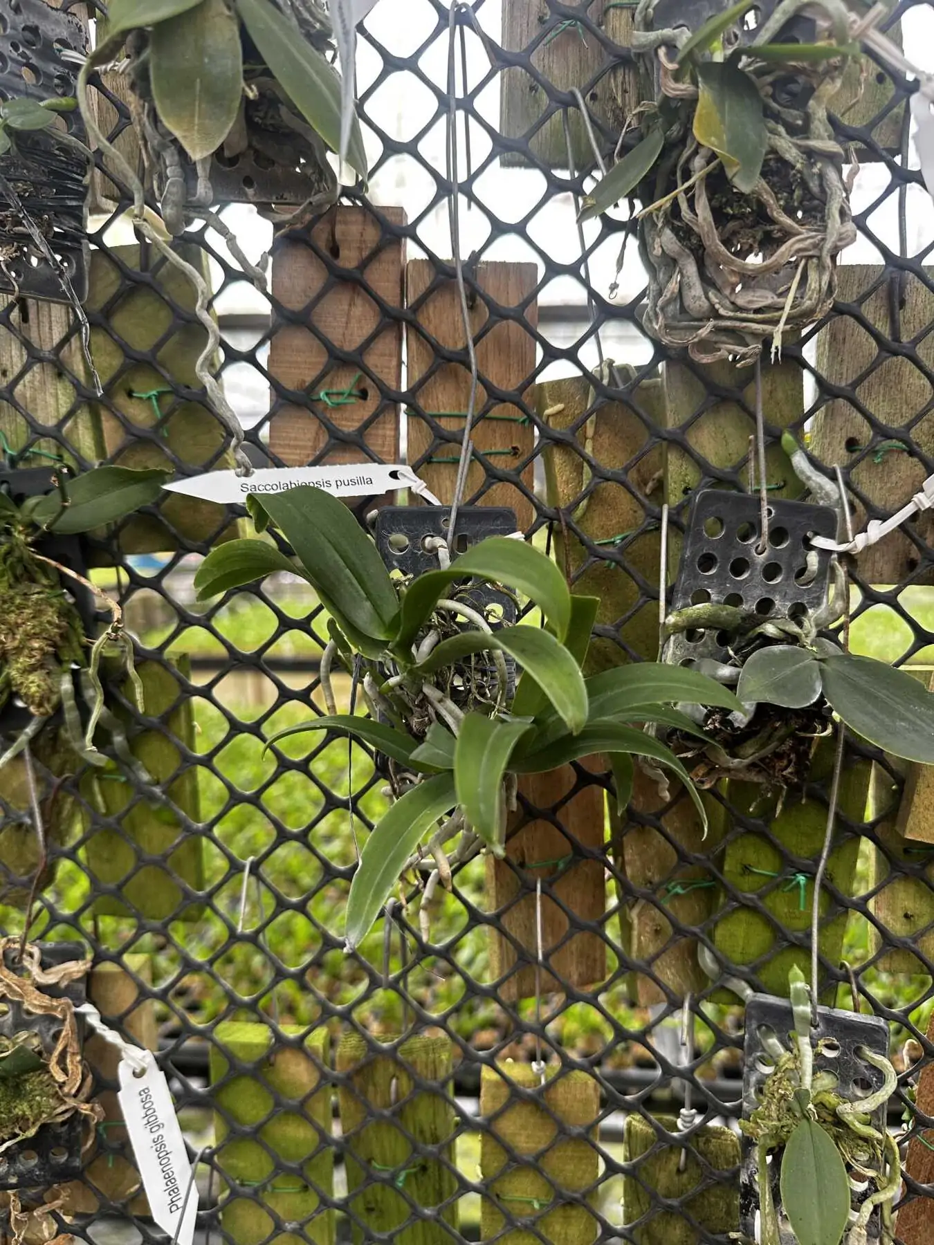 Saccolabiopsis pusilla – Buy Online | Sib Orchid Saccolabiopsis pusilla