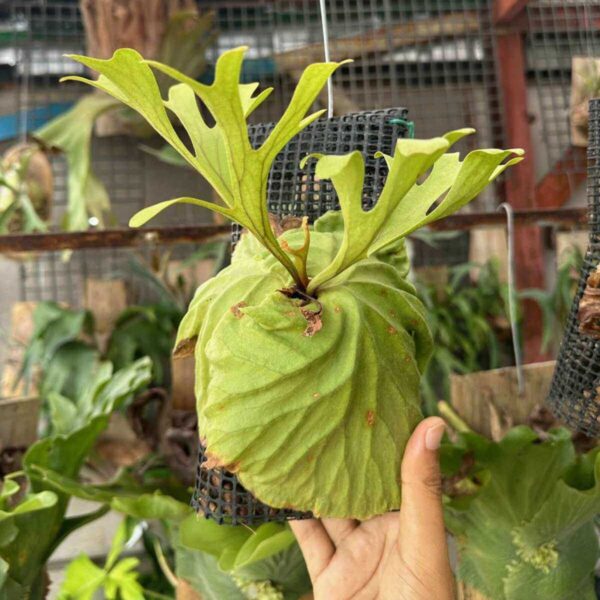 What Are Platycerium? The Unique and Exotic Staghorn Ferns orchid plant for sale
