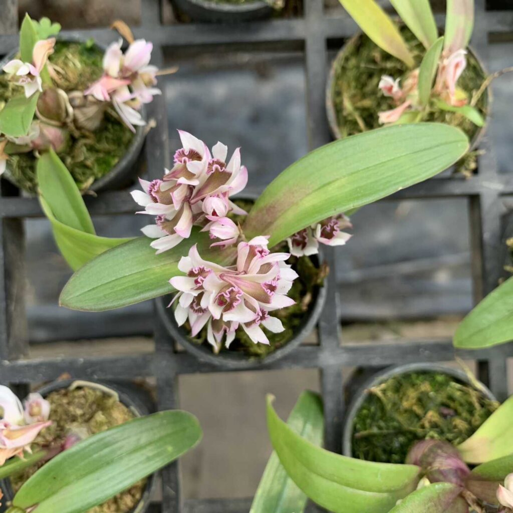 洋蘭原種 (065) 希少種 Den. fuscifaucium 2022 デンドロビューム フッ