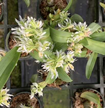 Dendrobium peguanum