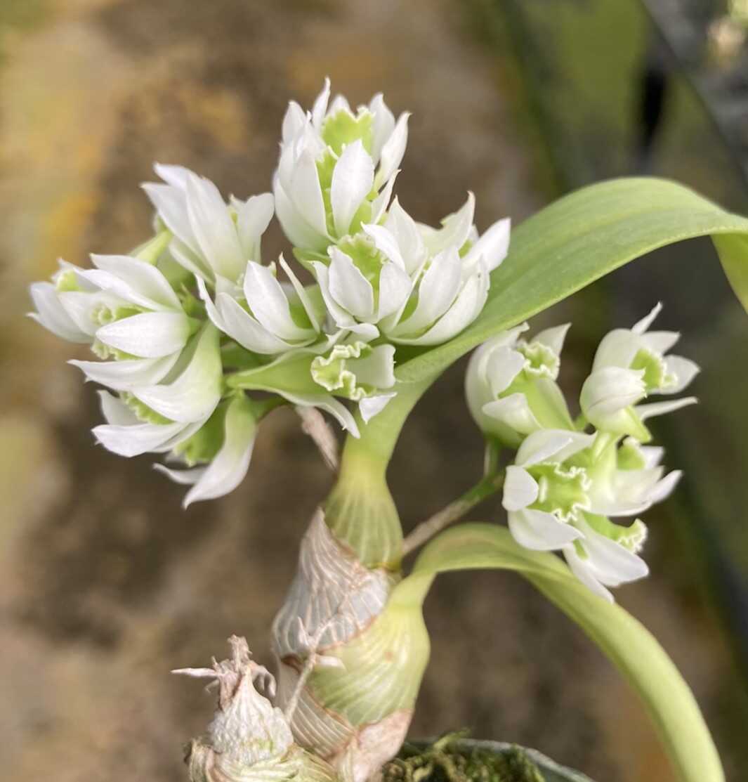 Dendrobium peguanum: A Miniature Orchid with Big Charm orchid plant for sale