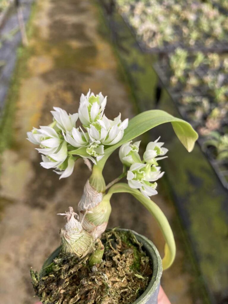 Dendrobium peguanum