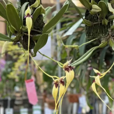 The Beauty of Bulbophyllum: A Guide to This Unusual Orchid Genus