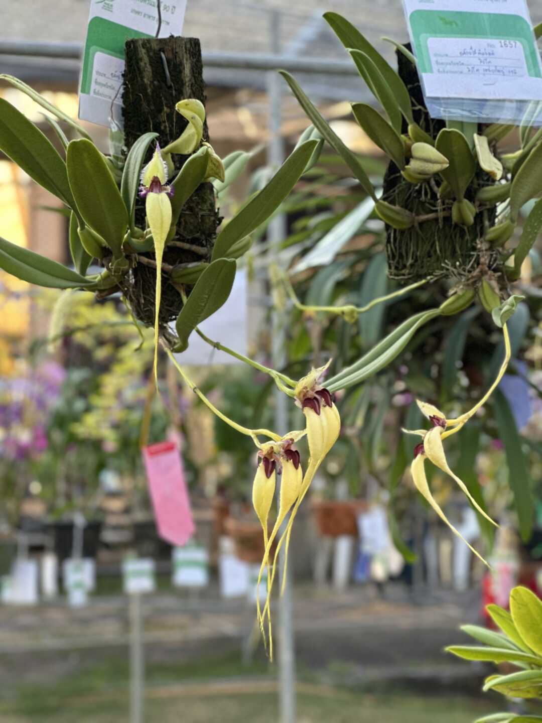 The Beauty of Bulbophyllum: A Guide to This Unusual Orchid Genus orchid plant for sale