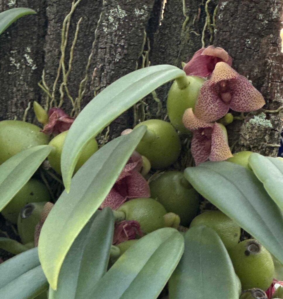 The Beauty of Bulbophyllum: A Guide to This Unusual Orchid Genus orchid plant for sale