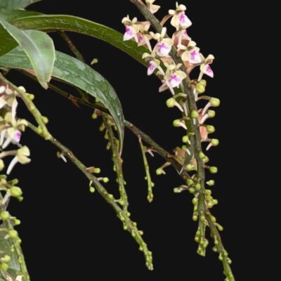 Saccolabiopsis pusilla