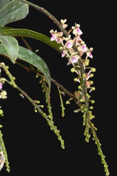 Saccolabiopsis pusilla