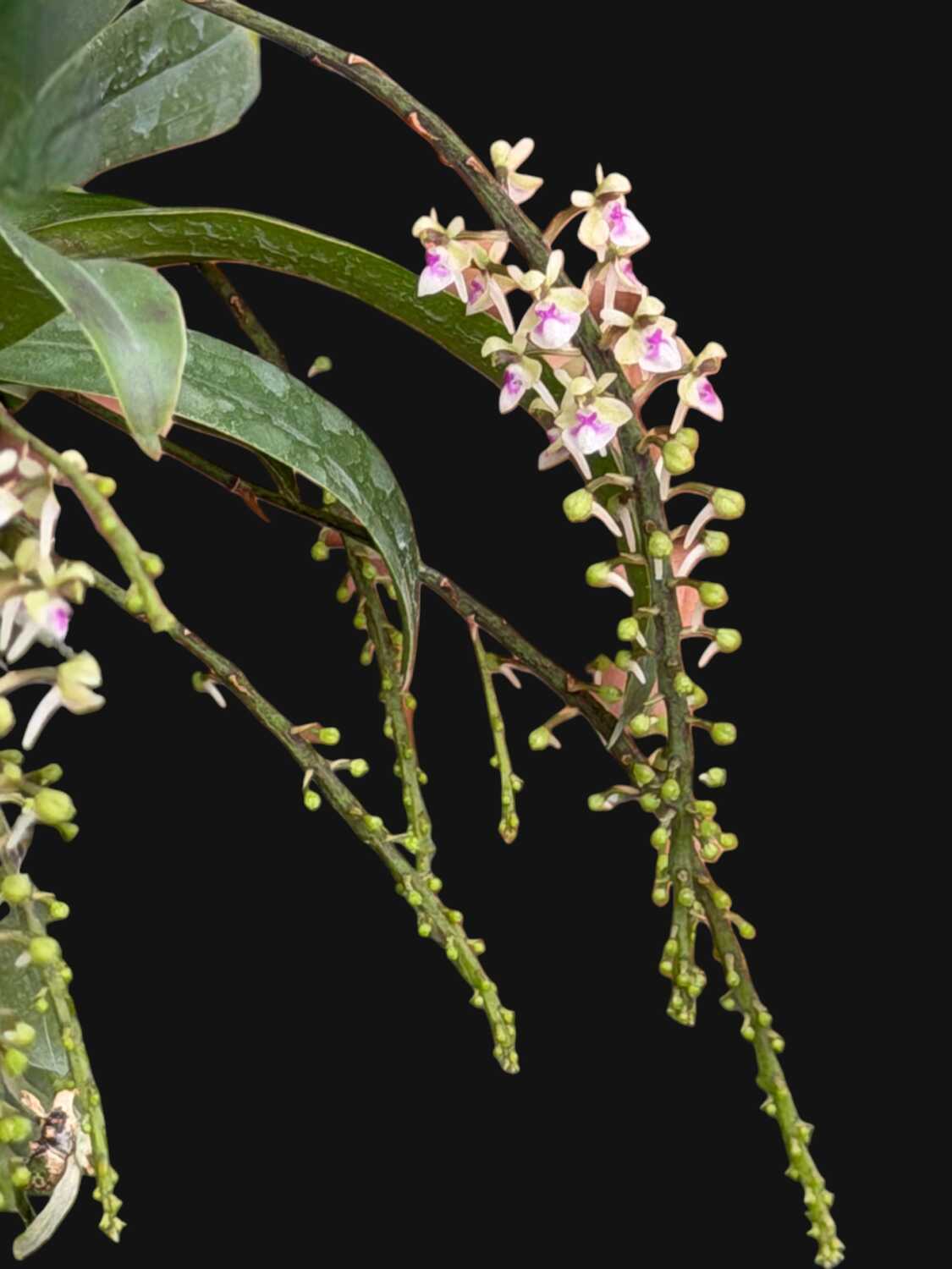 Saccolabiopsis pusilla – Buy Online | Sib Orchid Saccolabiopsis pusilla