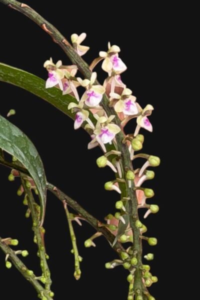 Saccolabiopsis pusilla