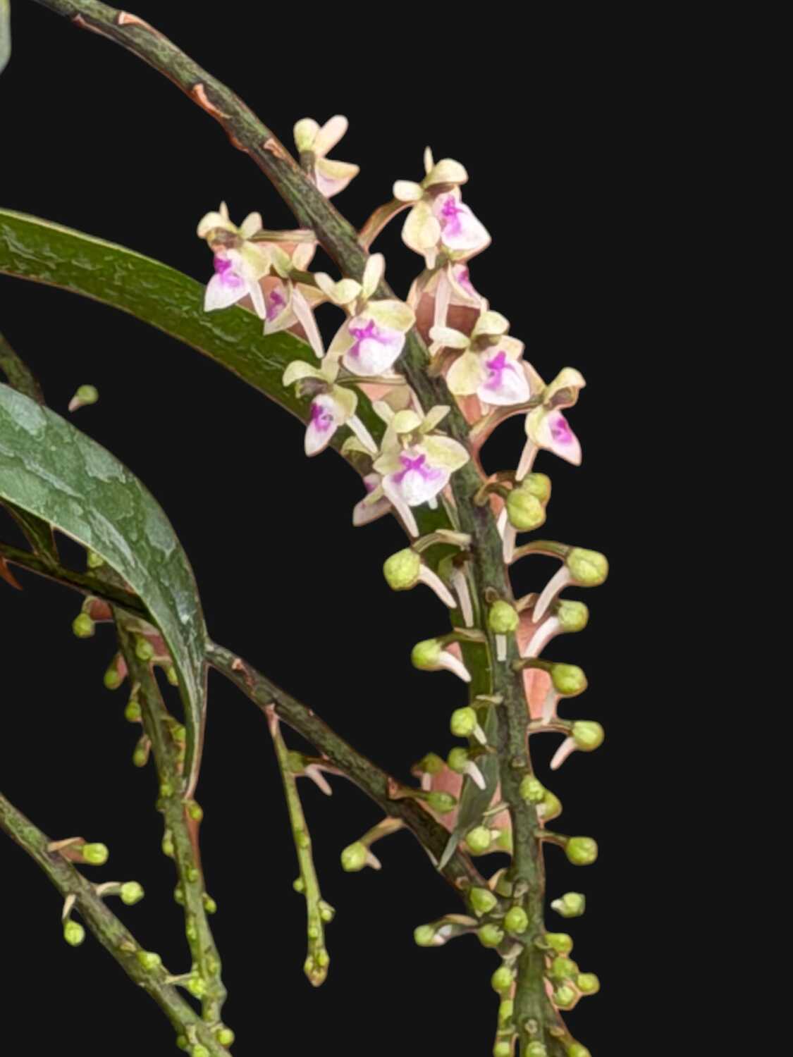 Saccolabiopsis pusilla – Buy Online | Sib Orchid Saccolabiopsis pusilla