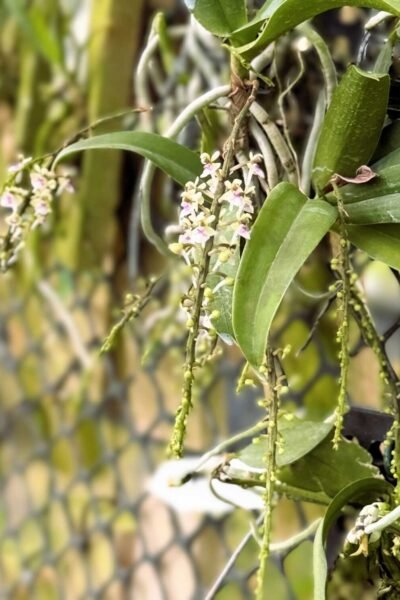 Saccolabiopsis pusilla