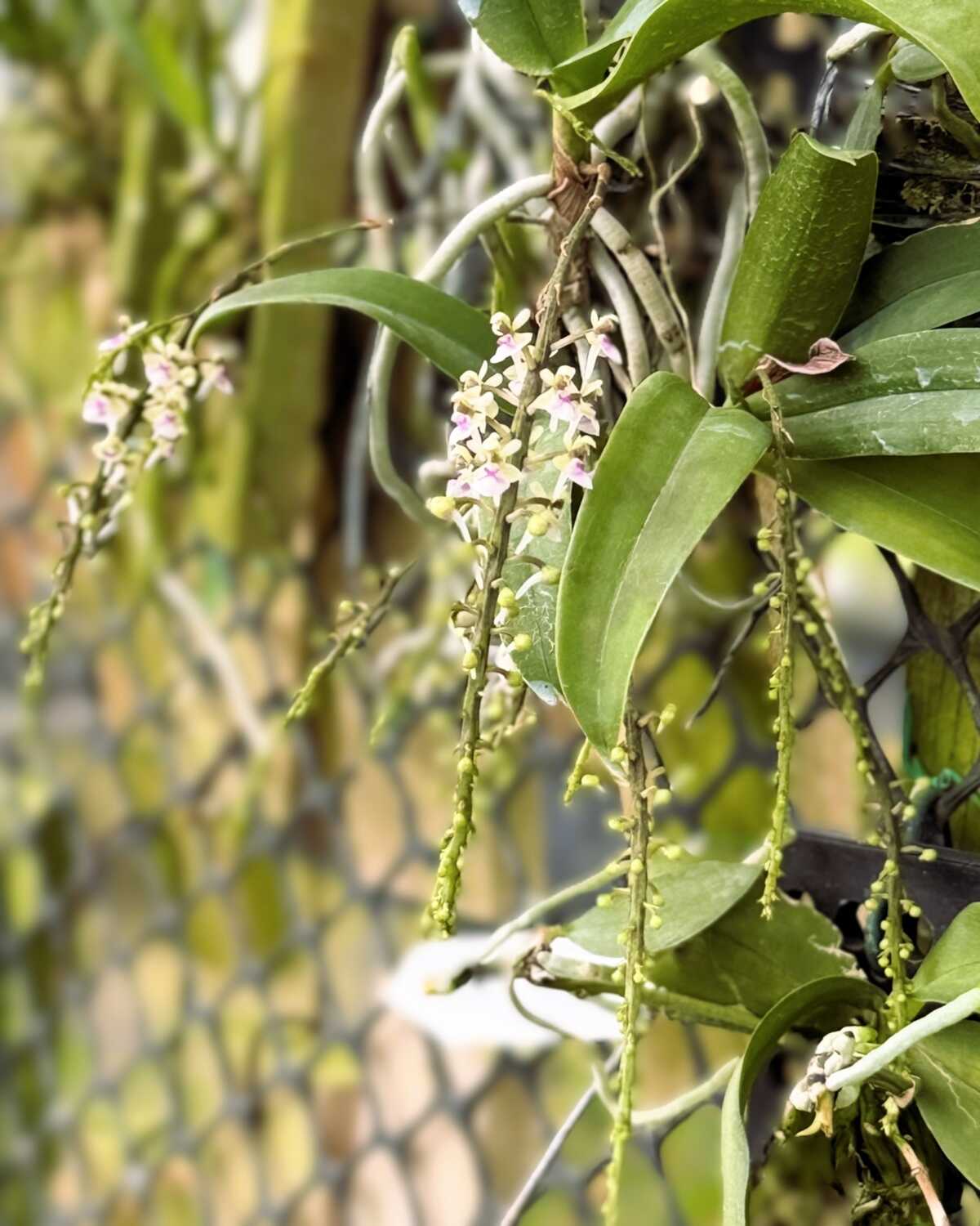 Saccolabiopsis pusilla – Buy Online | Sib Orchid Saccolabiopsis pusilla