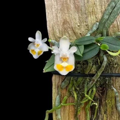 Phalaenopsis gibbosa