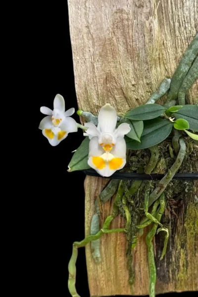 phalaenopsis gibbosa