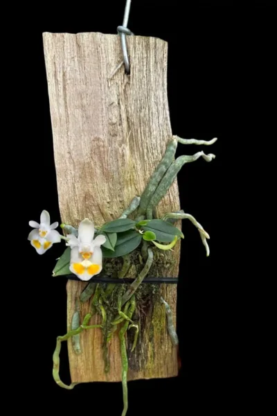 phalaenopsis gibbosa