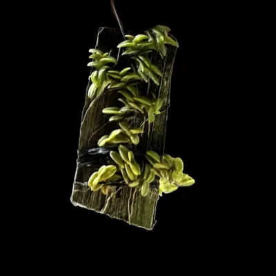 Epidendrum longirepens