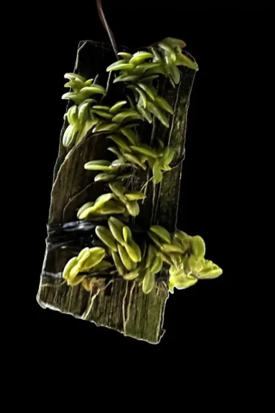 Epidendrum longirepens