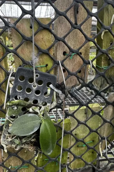 phalaenopsis gibbosa