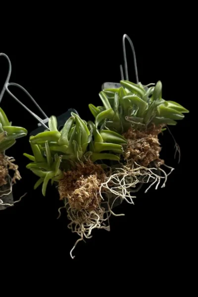 Epidendrum longirepens