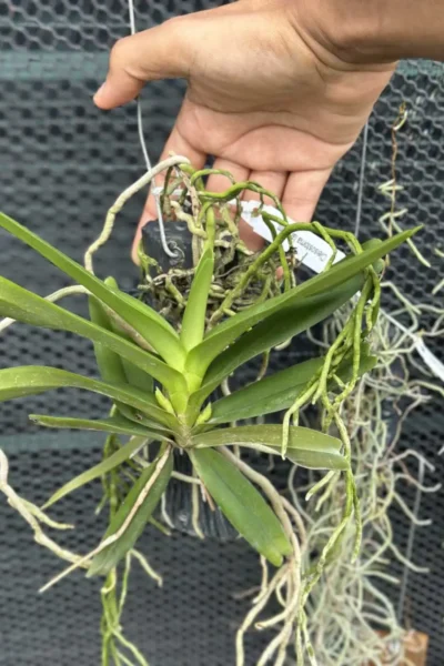 Cleisomeria pilosulum