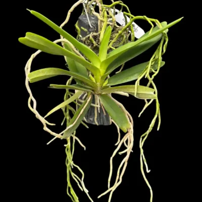 Cleisomeria pilosulum