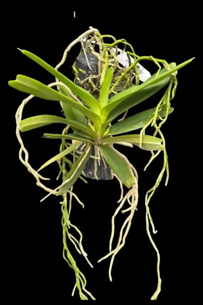 Cleisomeria pilosulum