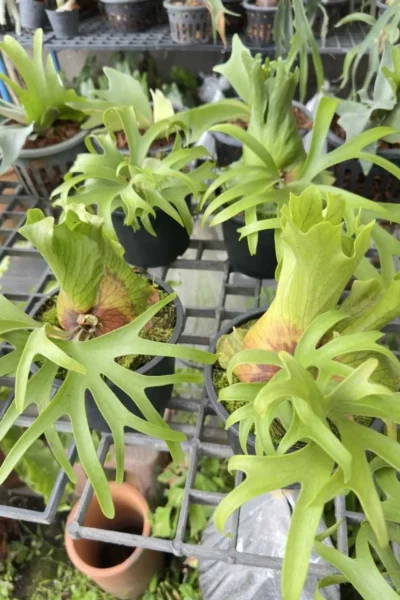 Platycerium Coronarium Philippine