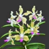 Vanda tessellata var semi alba (Seeding Size) – Buy Online | Sib Orchid vanda tessellata semi alba