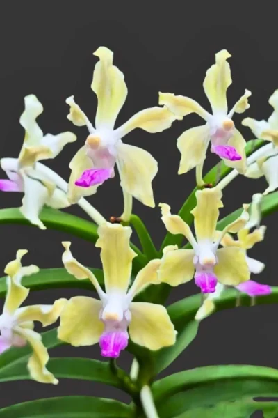 vanda tessellata semi alba