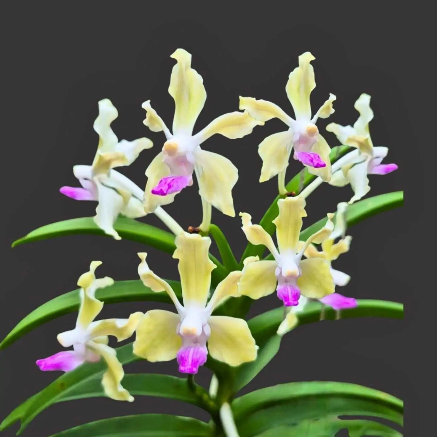 Vanda tessellata var semi alba (Seeding Size) – Buy Online | Sib Orchid vanda tessellata semi alba