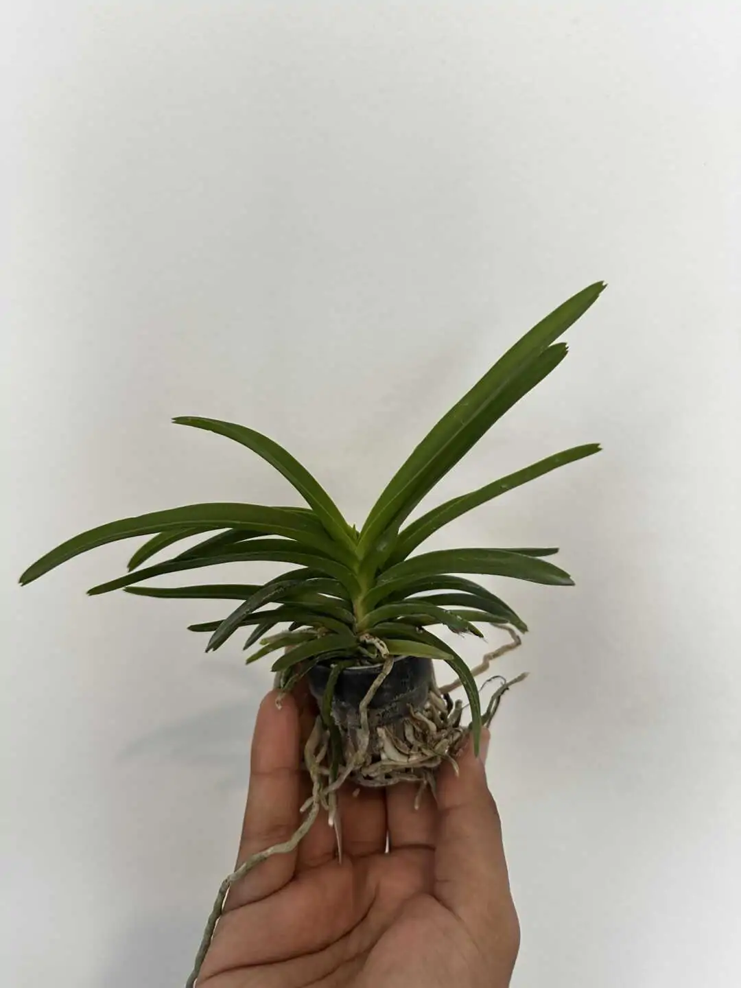 Vanda tessellata var semi alba (Seeding Size) – Buy Online | Sib Orchid Vanda tessellata var semi alba (Seeding Size) - Image 3