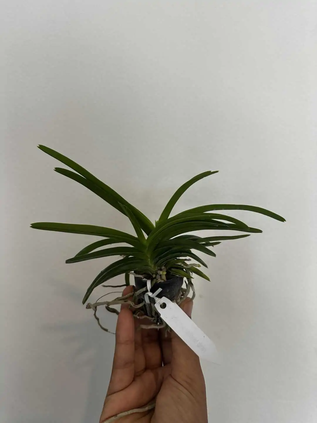 Vanda tessellata var semi alba (Seeding Size) – Buy Online | Sib Orchid Vanda tessellata var semi alba (Seeding Size) - Image 2