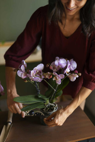Why Your Orchid Looks Jet-Lagged After Shipping — And Why That’s Totally Normal orchid plant for sale