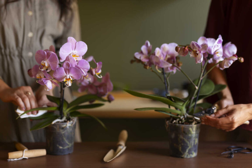 indoor orchid care
