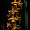 Trichocentrum stacyi orchid plant for sale