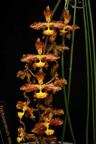 Trichocentrum stacyi