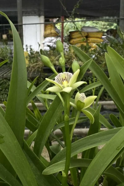 encyclia radiata