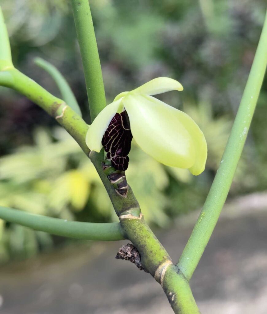 Discovering the Rare Beauty of Orchid Luisia Thailandica orchid plant for sale