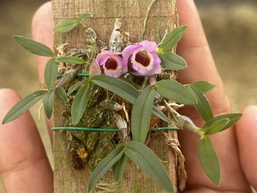 Get to Know Dendrobium fuscifaucium orchid plant for sale