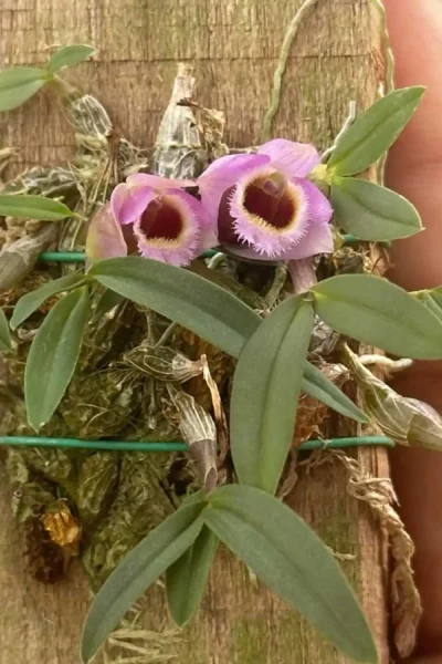 Dendrobium fuscifaucium